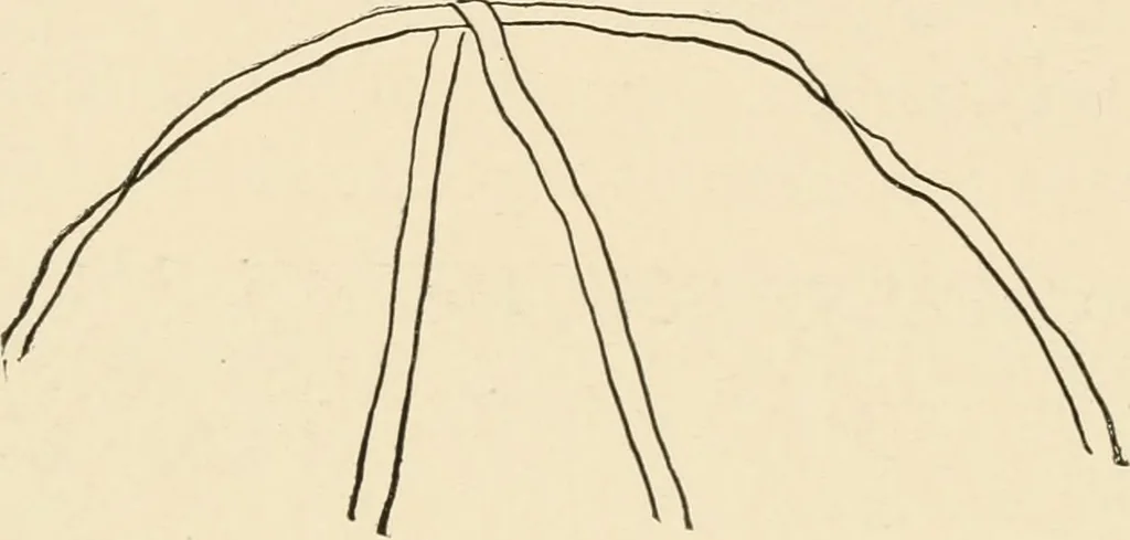 An illustration from Practical and artistic basketry, 1904, leaf 65