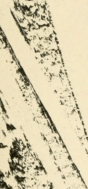 An illustration from Practical and artistic basketry, 1904, leaf 9