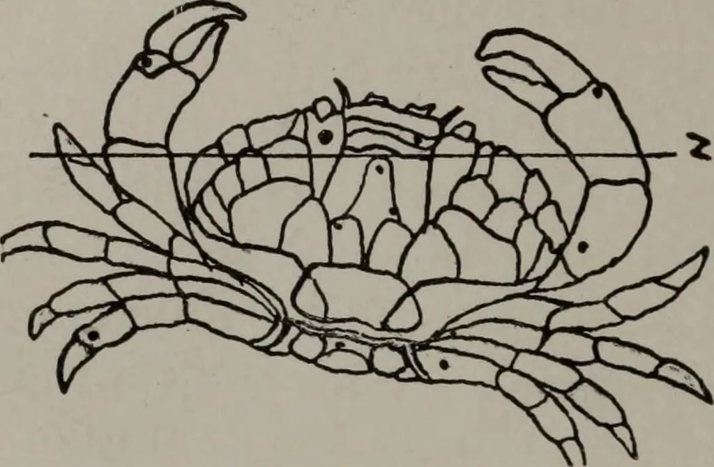 An illustration from Practical astrology : a simple method of casting horoscopes : and language of the stars easily comprehended, 1901, leaf 43