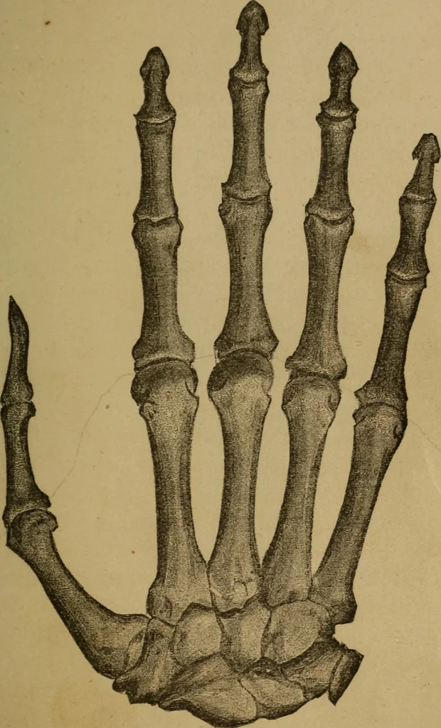 An illustration from Practical cheirosophy, a synoptical study of the science of the hand, 1887, leaf 44