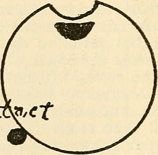 An illustration from Practical lessons on the lever escapement, its tests, errors, their detection and correction, 1916, leaf 69