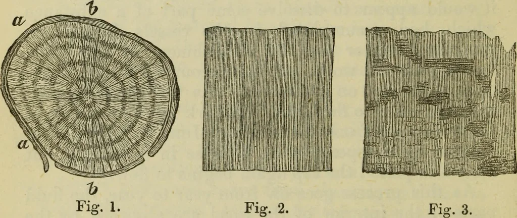 An illustration from A practical manual of house-painting, graining, marbling and sign-writing : containing full information on the processes of house-painting in oil and distemper, the formation of letters and practice of sign-writing, the principles of decorative art, a course of elementary drawing for house-painters, writers, etc., and a collection of useful receipts ; with nine coloured illustrations of woods and marbles, and numerous wood engravings, 1888, leaf 157
