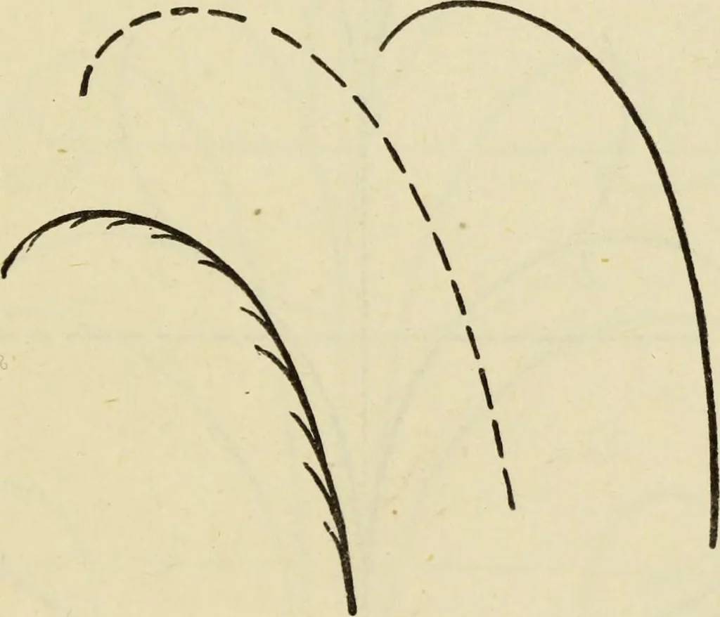 An illustration from A practical manual of house-painting, graining, marbling and sign-writing : containing full information on the processes of house-painting in oil and distemper, the formation of letters and practice of sign-writing, the principles of decorative art, a course of elementary drawing for house-painters, writers, etc., and a collection of useful receipts ; with nine coloured illustrations of woods and marbles, and numerous wood engravings, 1888, leaf 282
