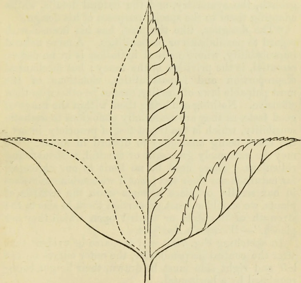 An illustration from A practical manual of house-painting, graining, marbling and sign-writing : containing full information on the processes of house-painting in oil and distemper, the formation of letters and practice of sign-writing, the principles of decorative art, a course of elementary drawing for house-painters, writers, etc., and a collection of useful receipts ; with nine coloured illustrations of woods and marbles, and numerous wood engravings, 1888, leaf 290