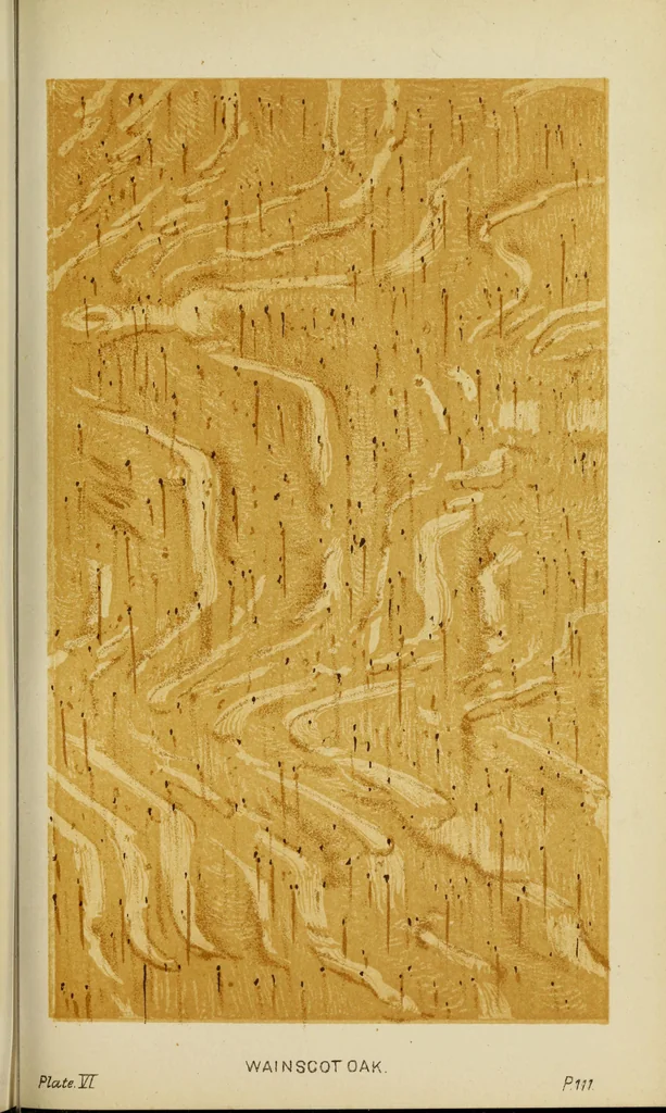 An illustration from A practical manual of house-painting, graining, marbling and sign-writing : containing full information on the processes of house-painting in oil and distemper, the formation of letters and practice of sign-writing, the principles of decorative art, a course of elementary drawing for house-painters, writers, etc., and a collection of useful receipts ; with nine coloured illustrations of woods and marbles, and numerous wood engravings, 1888, leaf 424