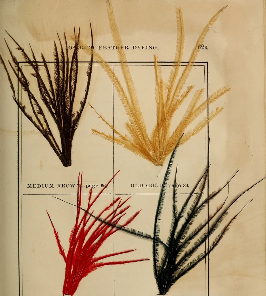 An illustration from The practical ostrich feather dyer, 1888, leaf 126