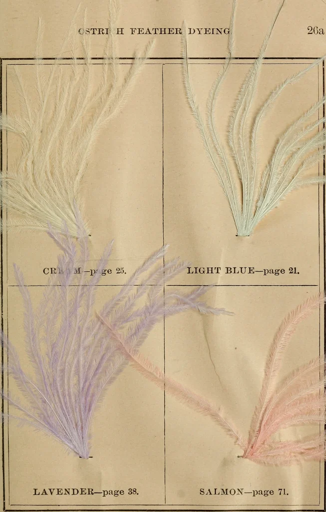 An illustration from The practical ostrich feather dyer, 1888, leaf 50