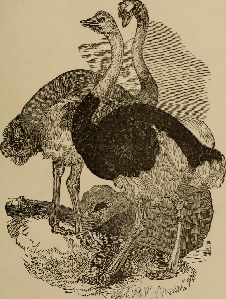 An illustration from The practical ostrich feather dyer, 1888, leaf 6