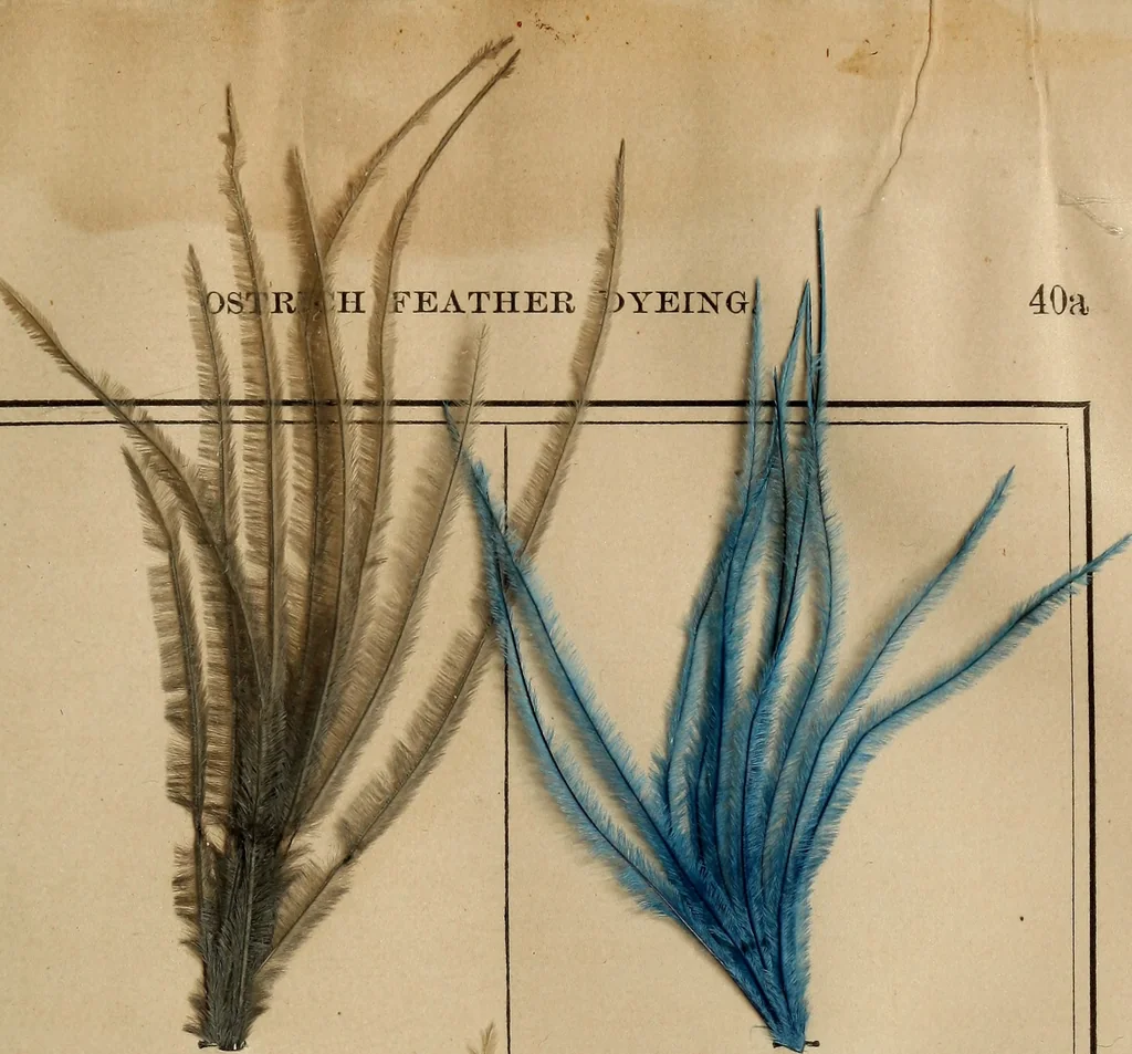 An illustration from The practical ostrich feather dyer, 1888, leaf 70