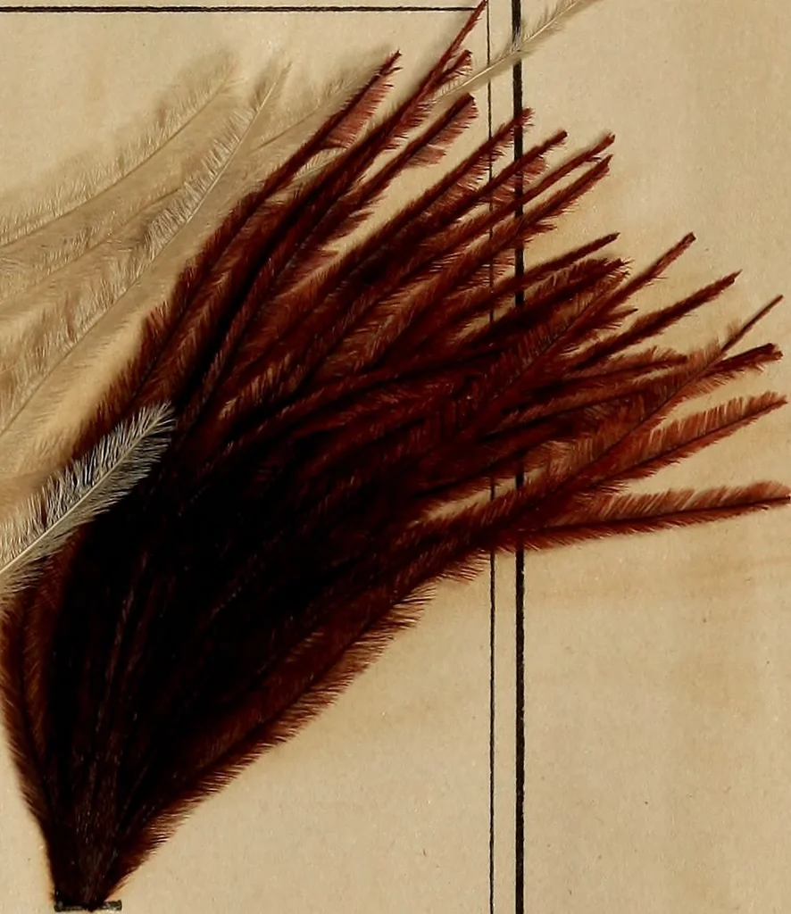 An illustration from The practical ostrich feather dyer, 1888, leaf 70