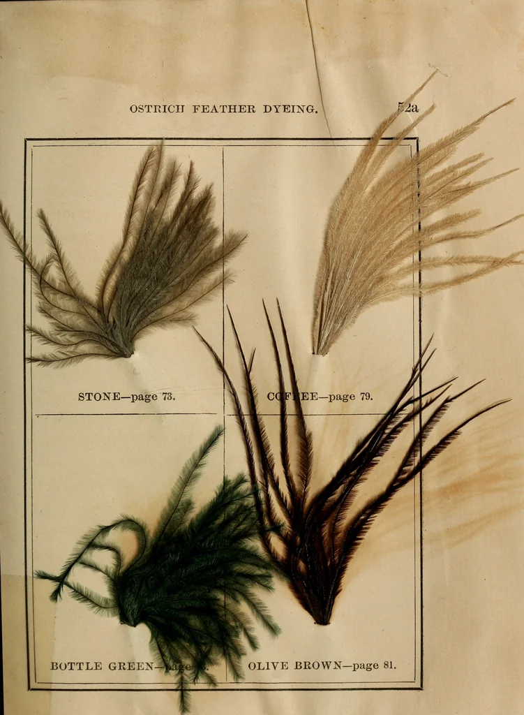 An illustration from The practical ostrich feather dyer, 1888, leaf 86