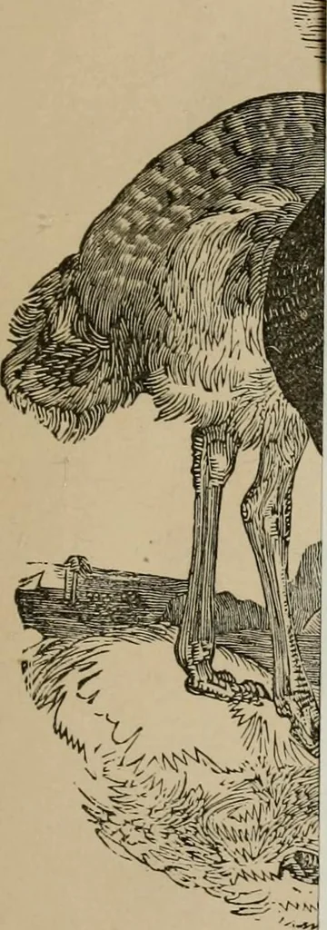 An illustration from The practical ostrich feather dyer, 1888, leaf 4