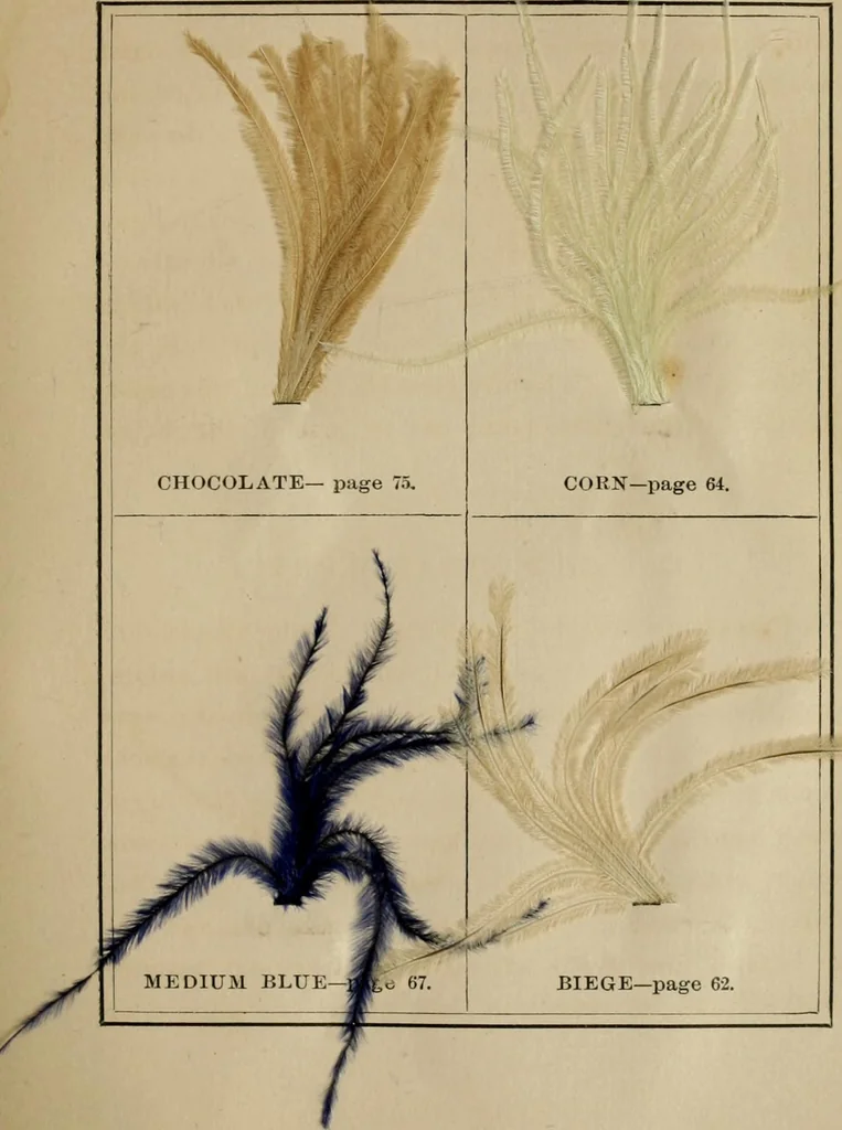 An illustration from The practical ostrich feather dyer, 1888, leaf 58