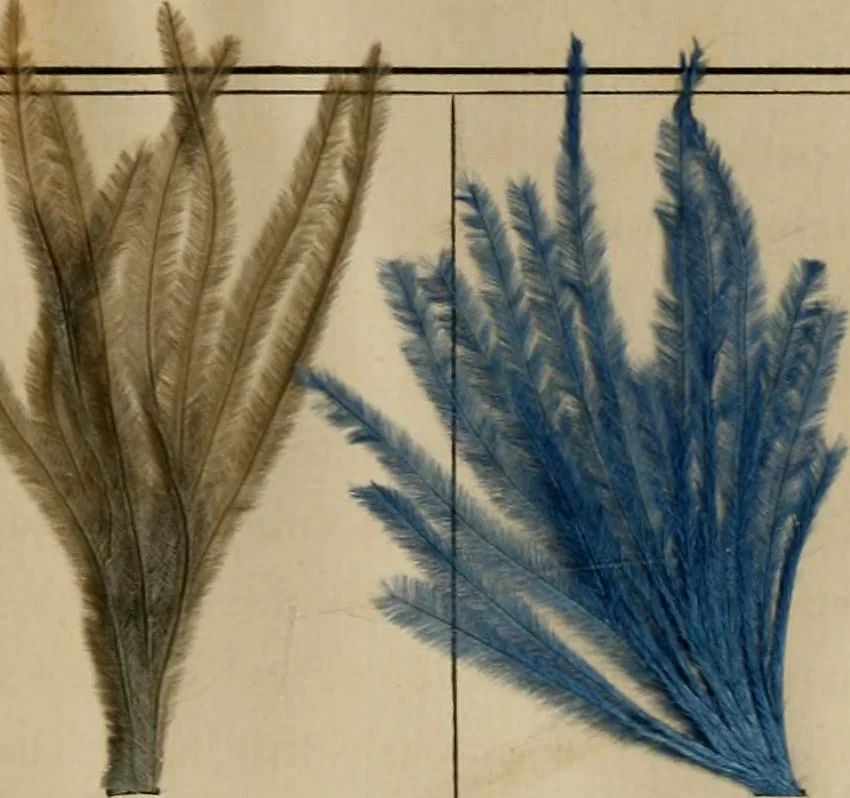 An illustration from The practical ostrich feather dyer, 1888, leaf 66