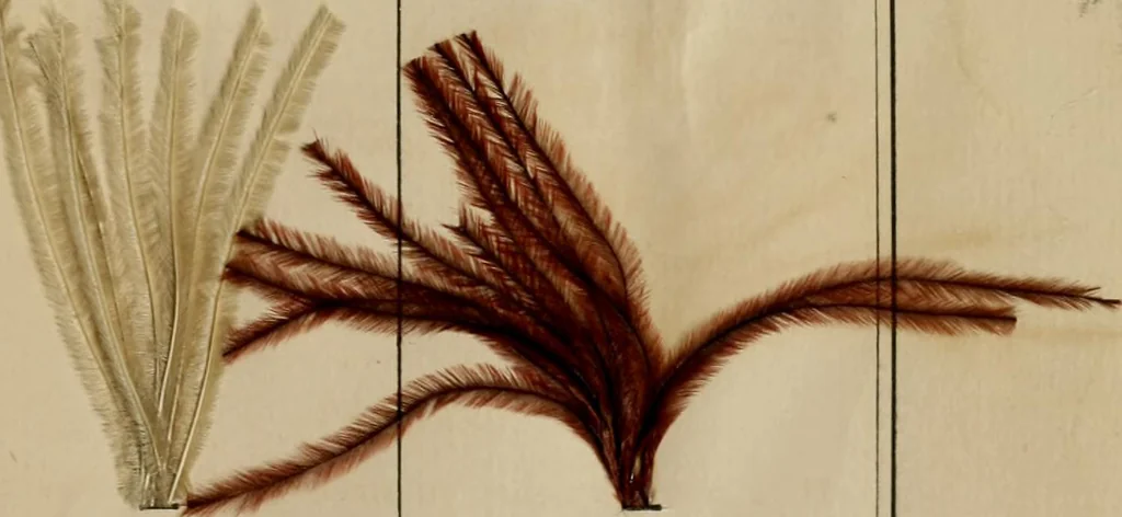 An illustration from The practical ostrich feather dyer, 1888, leaf 66