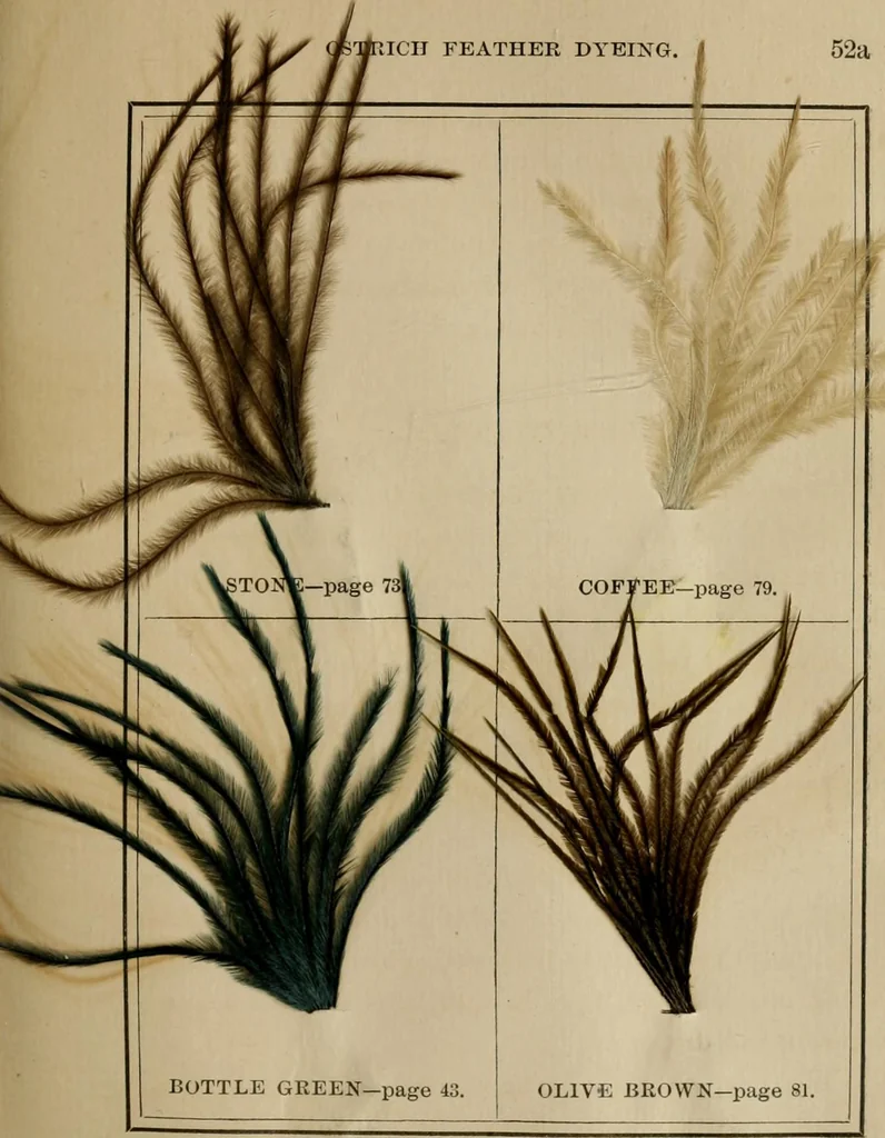 An illustration from The practical ostrich feather dyer, 1888, leaf 82