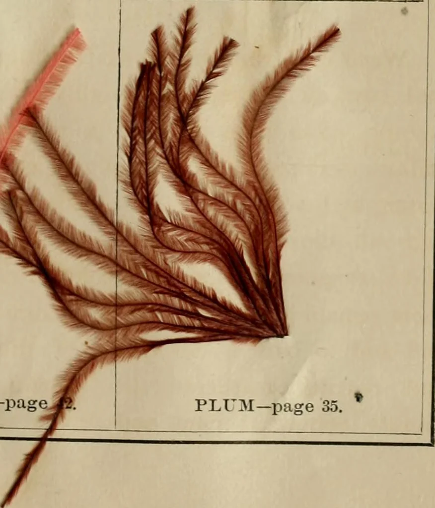 An illustration from The practical ostrich feather dyer, 1888, leaf 90