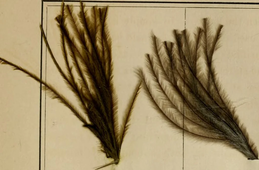 An illustration from The practical ostrich feather dyer, 1888, leaf 90