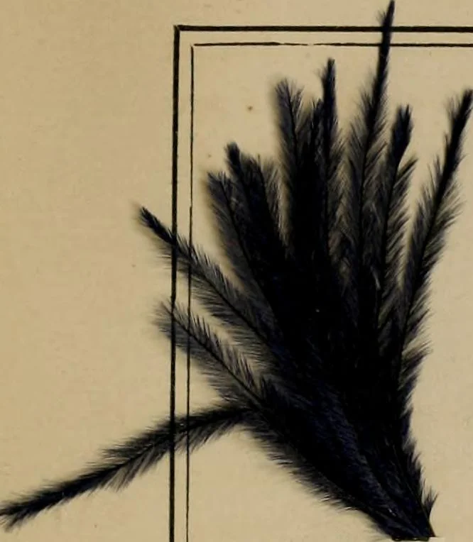 An illustration from The practical ostrich feather dyer, 1888, leaf 98