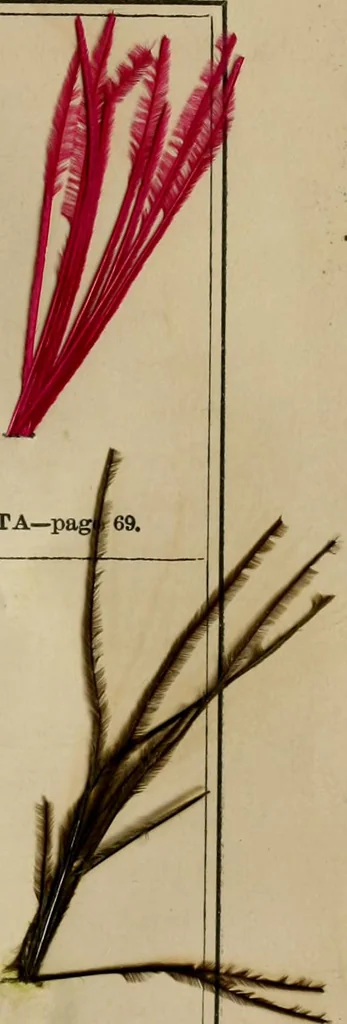 An illustration from The practical ostrich feather dyer, 1888, leaf 98