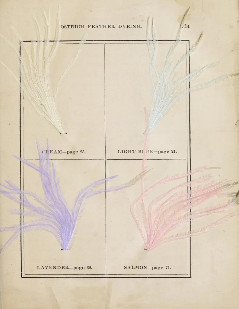 An illustration from The practical ostrich feather dyer, 1888, leaf 49