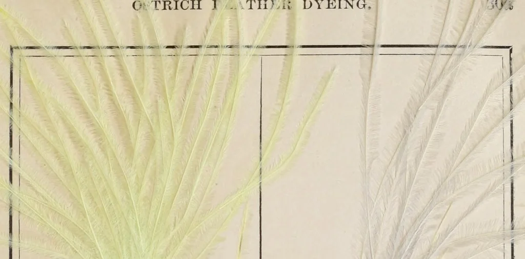 An illustration from The practical ostrich feather dyer, 1888, leaf 55
