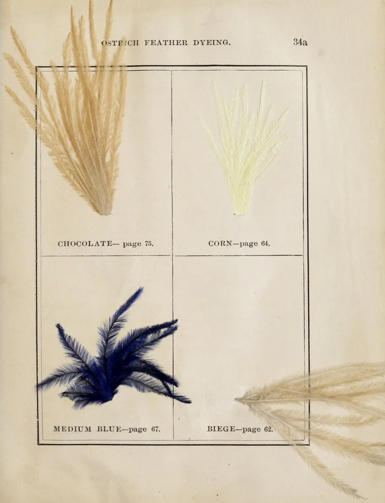 An illustration from The practical ostrich feather dyer, 1888, leaf 61