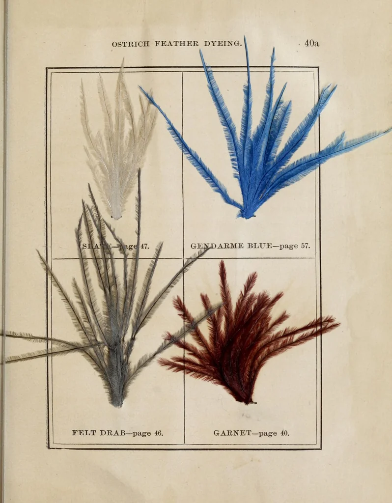 An illustration from The practical ostrich feather dyer, 1888, leaf 69