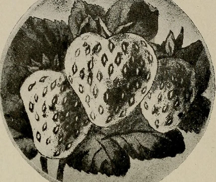 An illustration from Practical phrases of show card writing; a complete manual of the best and latest methods of brush and pen lettering with comprehensive color notes embracing all the most appropriate alphabets, abundantly and accurately illustrated with full description of all the materials necessary, 1922, leaf 85