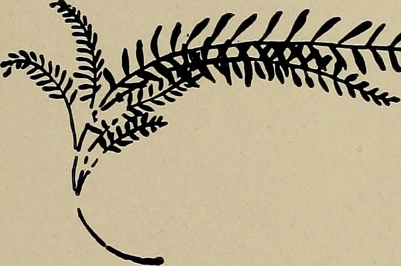 An illustration from Practical phrases of show card writing; a complete manual of the best and latest methods of brush and pen lettering with comprehensive color notes embracing all the most appropriate alphabets, abundantly and accurately illustrated with full description of all the materials necessary, 1922, leaf 86