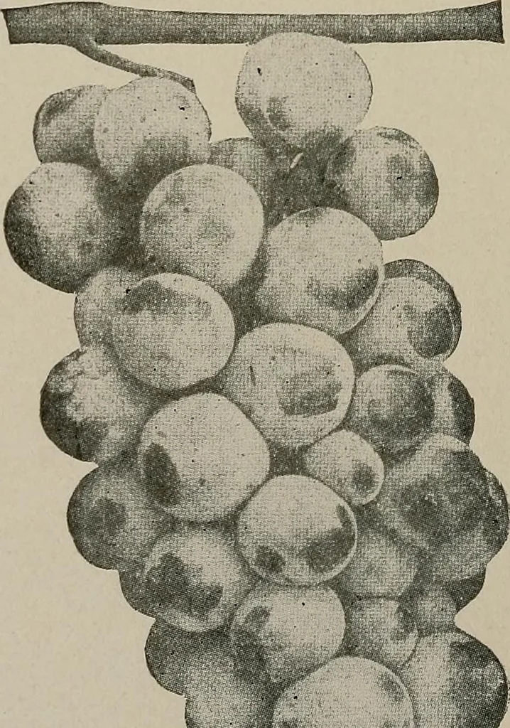 An illustration from Practical phrases of show card writing; a complete manual of the best and latest methods of brush and pen lettering with comprehensive color notes embracing all the most appropriate alphabets, abundantly and accurately illustrated with full description of all the materials necessary, 1922, leaf 89