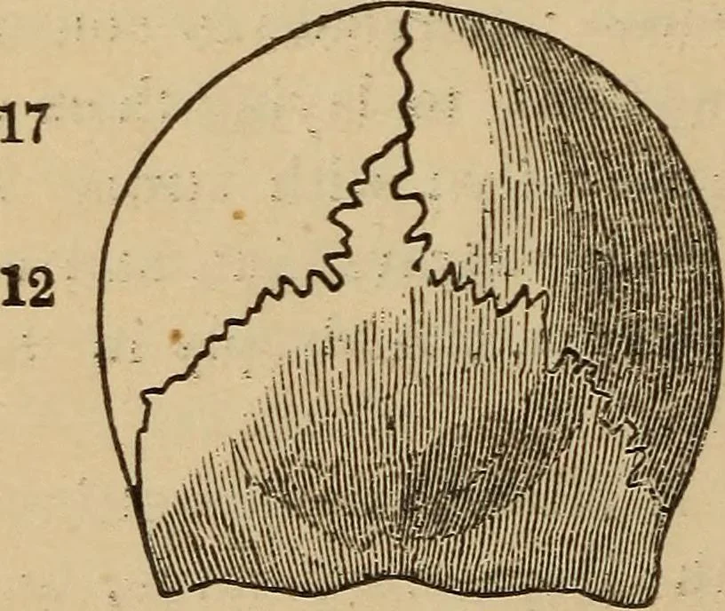 An illustration from The practical phrenologist and recorder and delineator of the character and talents of [blank], as marked by [blank] : a compendium of phreno-organic science, 1869, leaf 109