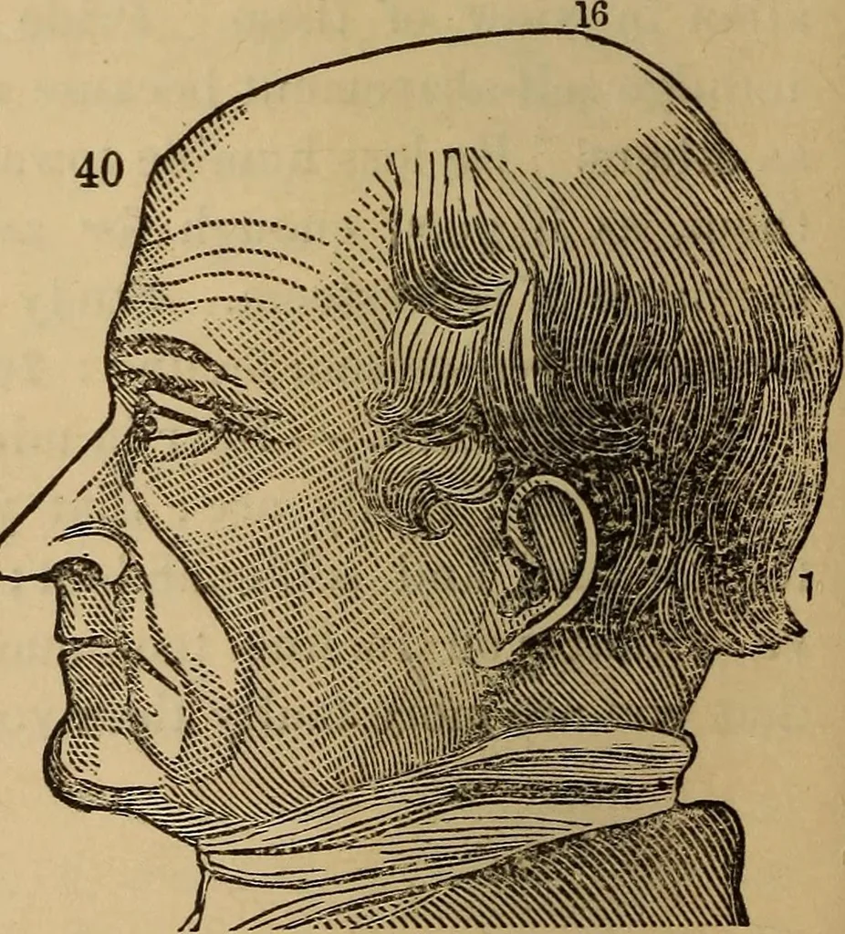 An illustration from The practical phrenologist and recorder and delineator of the character and talents of [blank], as marked by [blank] : a compendium of phreno-organic science, 1869, leaf 121