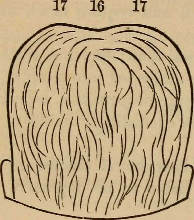 An illustration from The practical phrenologist and recorder and delineator of the character and talents of [blank], as marked by [blank] : a compendium of phreno-organic science, 1869, leaf 125