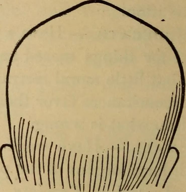 An illustration from The practical phrenologist and recorder and delineator of the character and talents of [blank], as marked by [blank] : a compendium of phreno-organic science, 1869, leaf 125