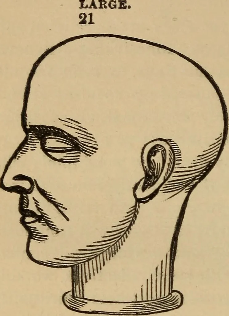 An illustration from The practical phrenologist and recorder and delineator of the character and talents of [blank], as marked by [blank] : a compendium of phreno-organic science, 1869, leaf 135