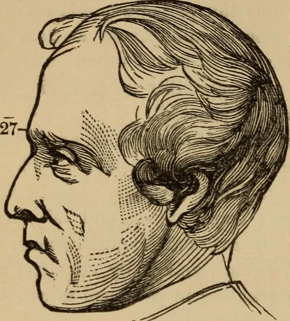 An illustration from The practical phrenologist and recorder and delineator of the character and talents of [blank], as marked by [blank] : a compendium of phreno-organic science, 1869, leaf 151