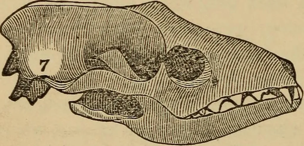 An illustration from The practical phrenologist and recorder and delineator of the character and talents of [blank], as marked by [blank] : a compendium of phreno-organic science, 1869, leaf 23