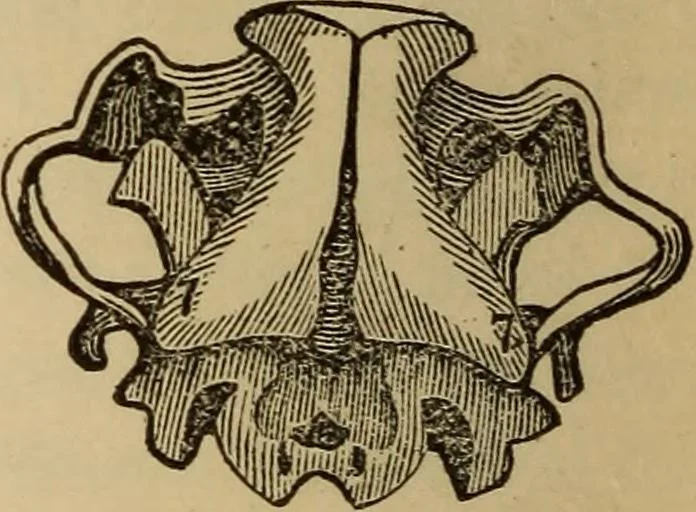 An illustration from The practical phrenologist and recorder and delineator of the character and talents of [blank], as marked by [blank] : a compendium of phreno-organic science, 1869, leaf 23
