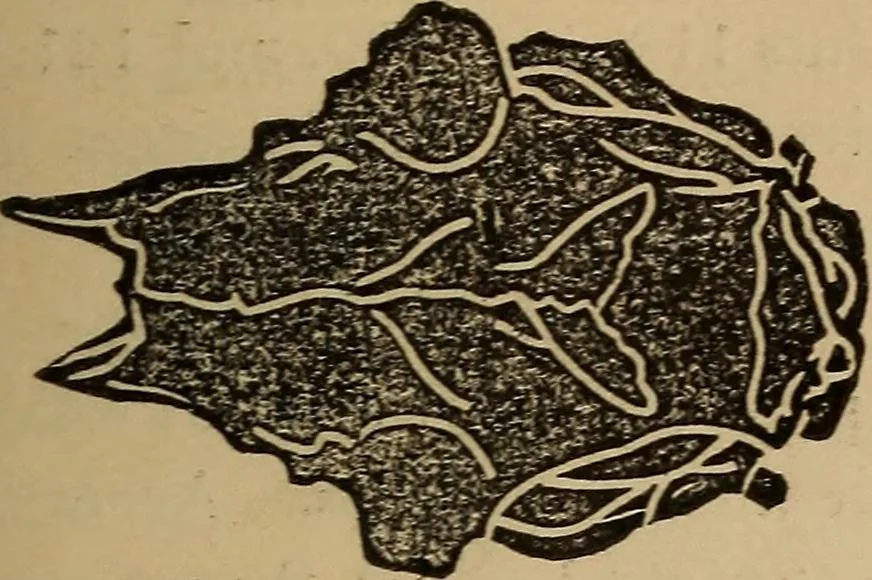 An illustration from The practical phrenologist and recorder and delineator of the character and talents of [blank], as marked by [blank] : a compendium of phreno-organic science, 1869, leaf 24