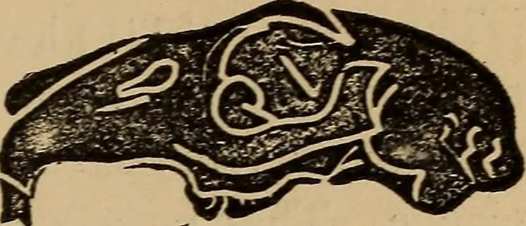 An illustration from The practical phrenologist and recorder and delineator of the character and talents of [blank], as marked by [blank] : a compendium of phreno-organic science, 1869, leaf 24
