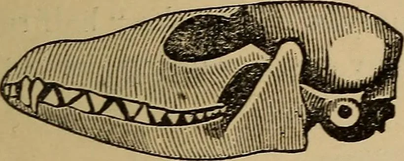 An illustration from The practical phrenologist and recorder and delineator of the character and talents of [blank], as marked by [blank] : a compendium of phreno-organic science, 1869, leaf 24