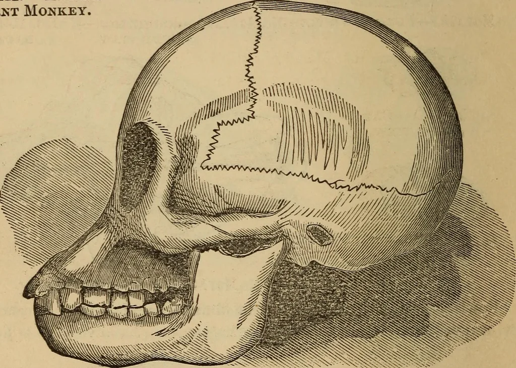 An illustration from The practical phrenologist and recorder and delineator of the character and talents of [blank], as marked by [blank] : a compendium of phreno-organic science, 1869, leaf 25
