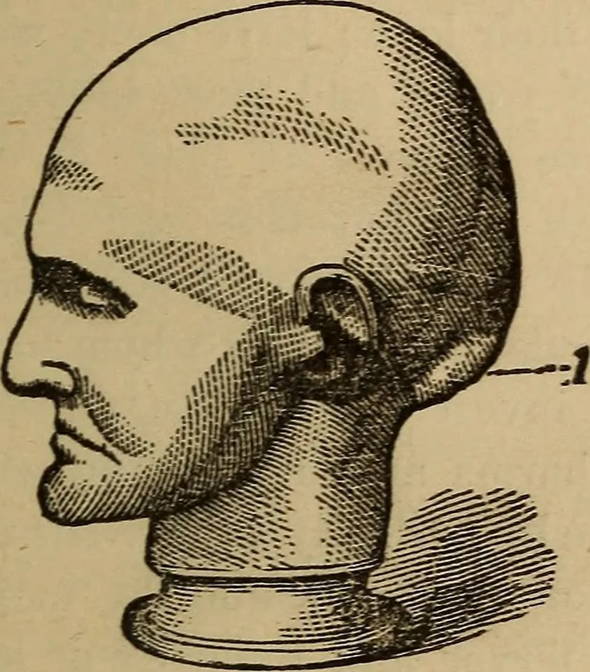 An illustration from The practical phrenologist and recorder and delineator of the character and talents of [blank], as marked by [blank] : a compendium of phreno-organic science, 1869, leaf 80