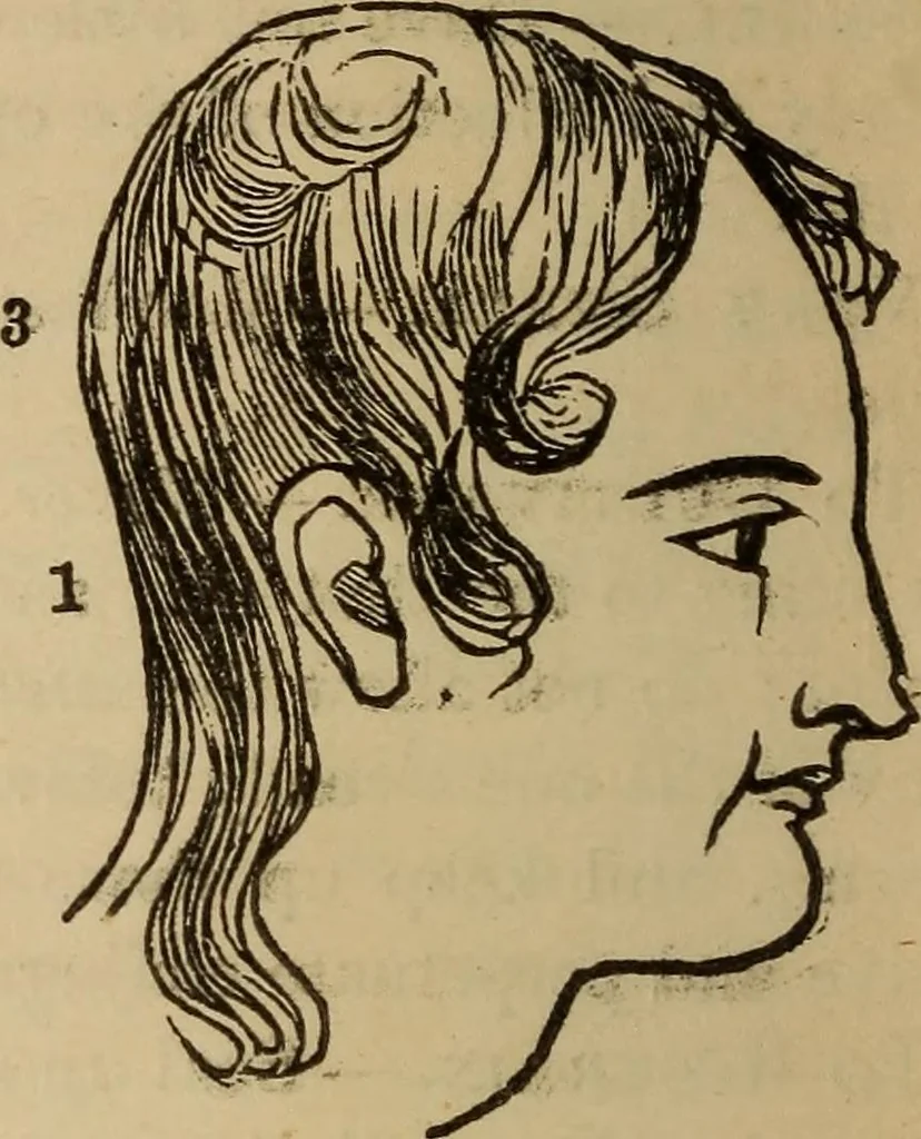 An illustration from The practical phrenologist and recorder and delineator of the character and talents of [blank], as marked by [blank] : a compendium of phreno-organic science, 1869, leaf 87