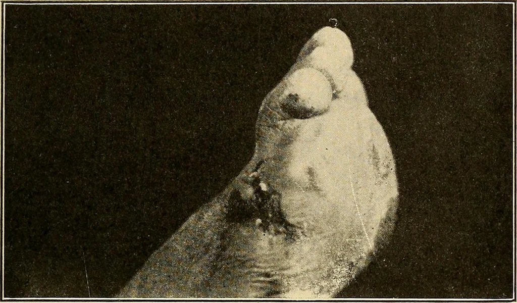 An illustration from Practical podiatry :, 1918, leaf 332