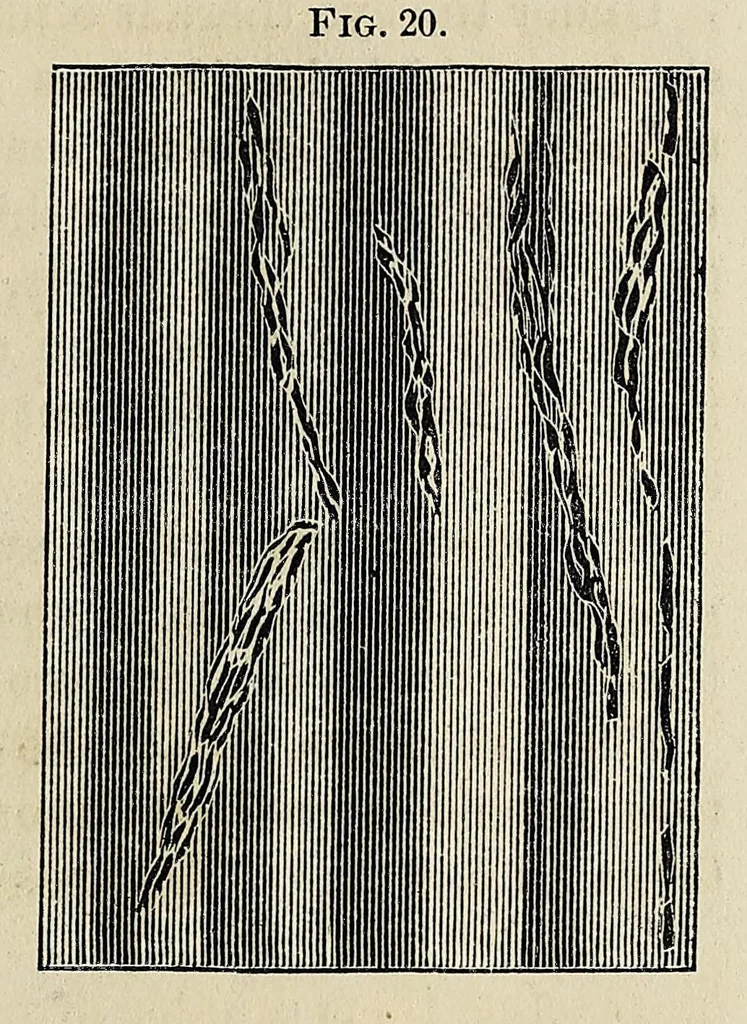 An illustration from The practical printer : a complete manual of photographic printing, 1874, leaf 59