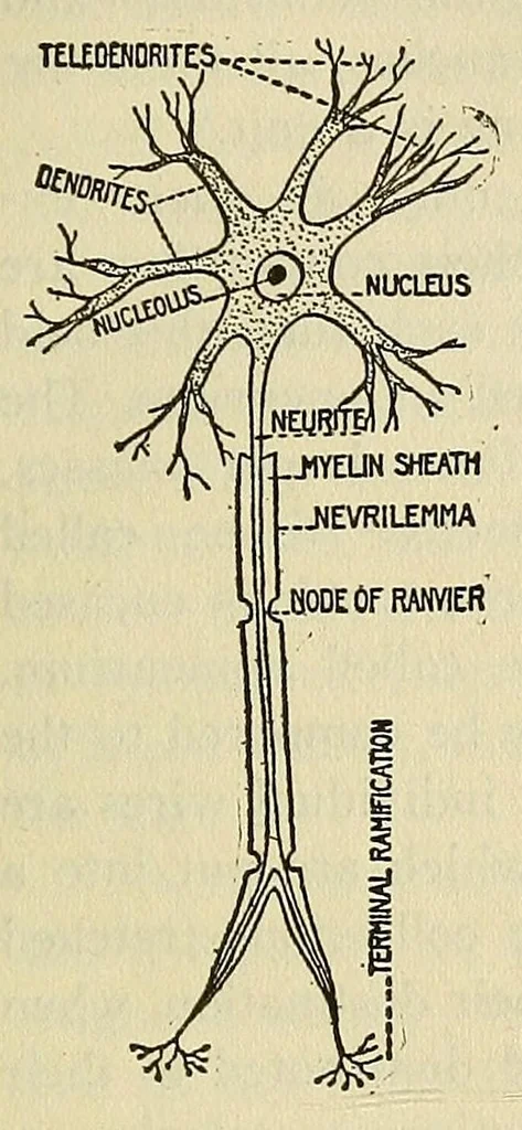 An illustration from Practical psychology : an advanced manual in the science of mental development, in eleven lessons, 1922, leaf 53