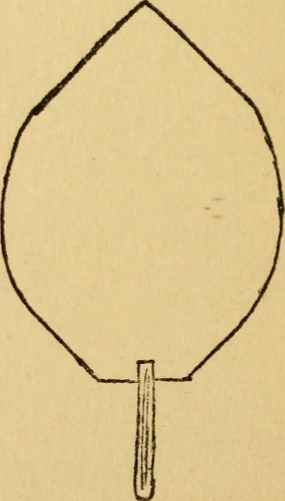 An illustration from A practical system in folding, cutting and modeling, &c., 1908, leaf 33
