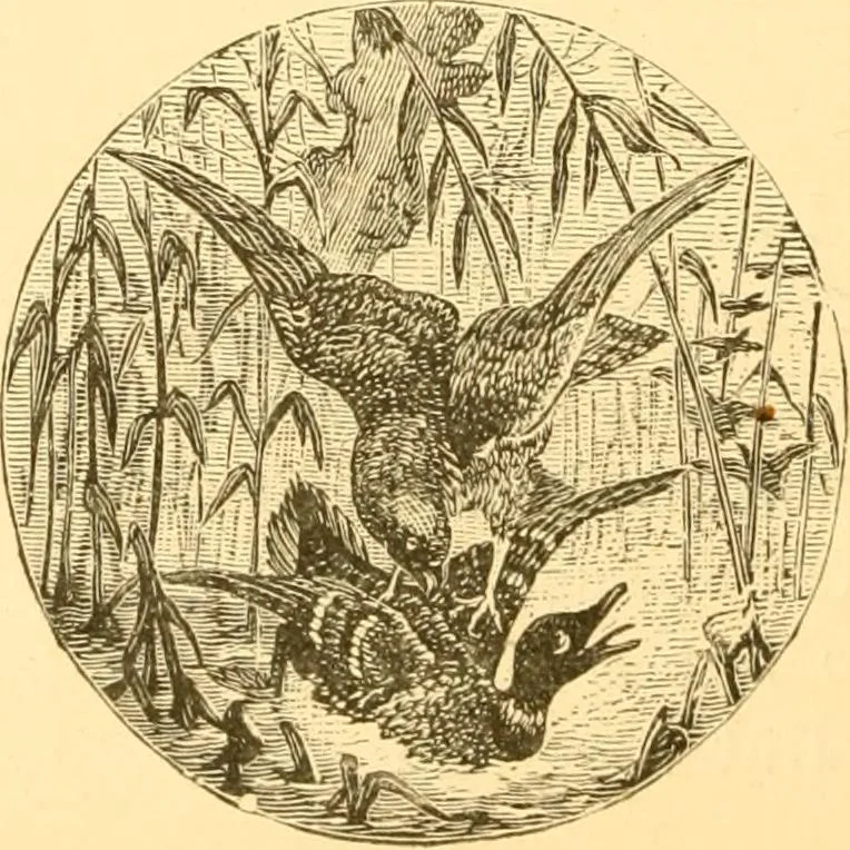 An illustration from Practical taxidermy, and home decoration : together with general information for sportsmen, 1880, leaf 103